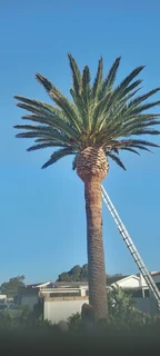 Savemore tree felling