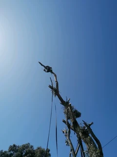 Savemore tree felling