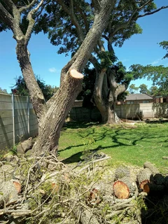 Savemore tree felling