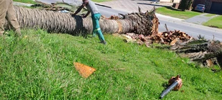 Savemore tree felling