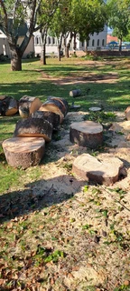 Savemore tree felling