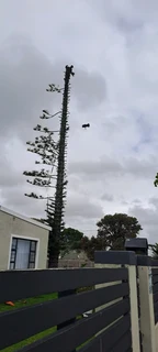 Savemore tree felling