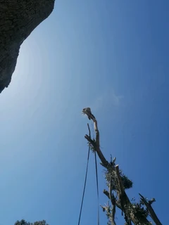 Savemore tree felling