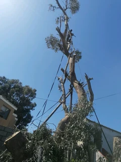 Savemore tree felling