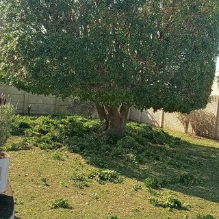 Savemore tree felling