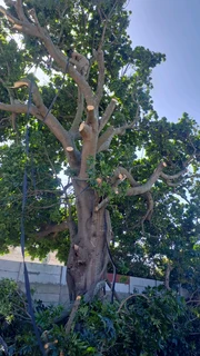 Savemore tree felling