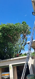 Savemore tree felling