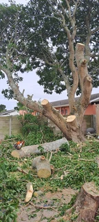 Savemore tree felling