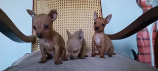 Chihuahua Puppies