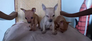 Chihuahua Puppies