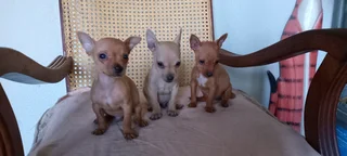 Chihuahua Puppies