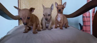 Chihuahua Puppies