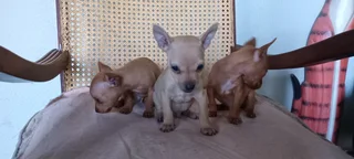 Chihuahua Puppies