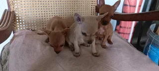 Chihuahua Puppies