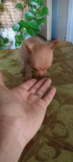Chihuahua Puppies