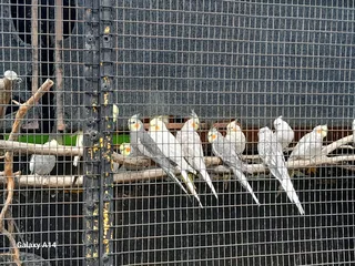 Various Mutations Cockatiel