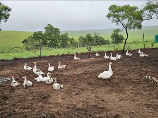 Pilgrim geese for sale
