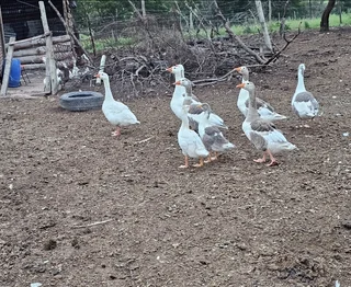 Pilgrim geese for sale