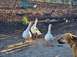 Pilgrim geese for sale