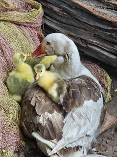 Pilgrim geese for sale