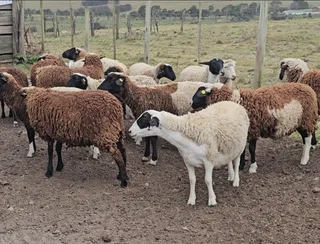 Slaughter lambs / sheep