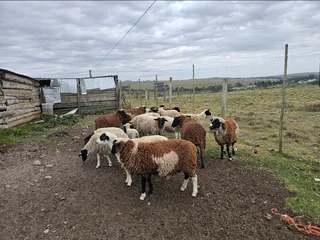 Slaughter lambs / sheep