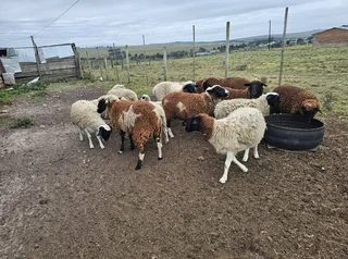 Slaughter lambs / sheep