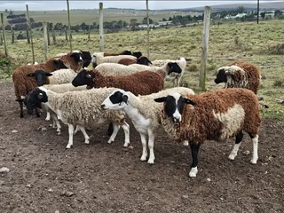 Slaughter lambs / sheep