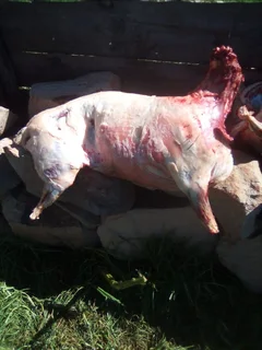 Slaughter lambs / sheep