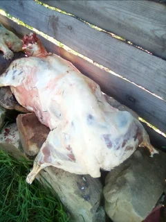 Slaughter lambs / sheep