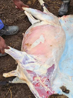 Slaughter lambs / sheep