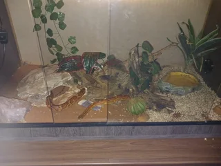 Corn snake plus tank