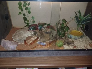 Corn snake plus tank