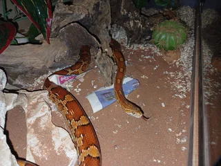 Corn snake plus tank