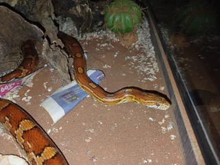 Corn snake plus tank