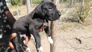 Great Dane Puppies