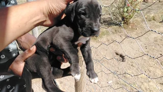 Great Dane Puppies