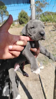 Great Dane Puppies