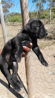 Great Dane Puppies