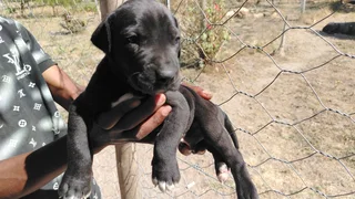 Great Dane Puppies