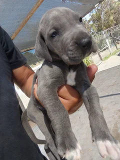 Great Dane Puppies
