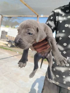 Great Dane Puppies