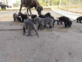 Great Dane Puppies