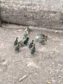 Rouen duckings