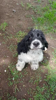 Purebred Cocker Spaniels