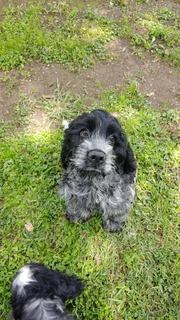 Purebred Cocker Spaniels