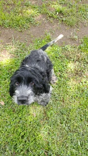 Purebred Cocker Spaniels