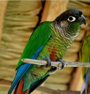 Green cheeck conure