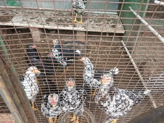 Mottled venda chickens for sale
