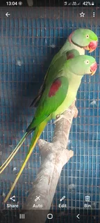 Alexandrine Parakeets